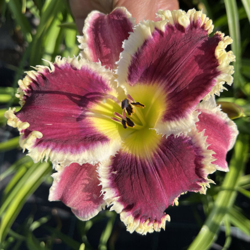 20-341D Polish Star