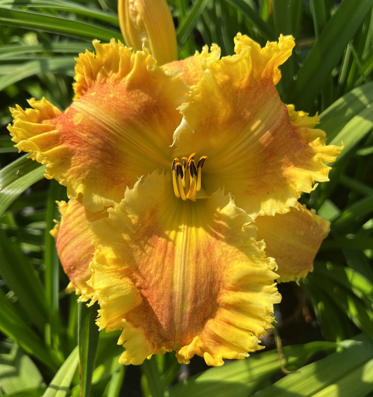 Ksiądz Wacław Bliziński