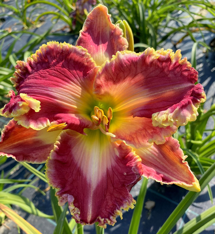 Coral Desser